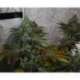 10 UND REG - STRAWBERRY SOUR DIESEL * DEVILS HARVEST 10 UND REG