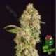10 UND REG - OG REEK'N * DEVILS HARVEST 10 UND REG