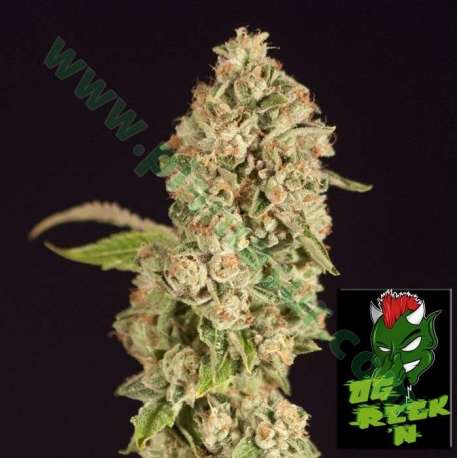 10 UND REG - OG REEK'N * DEVILS HARVEST 10 UND REG