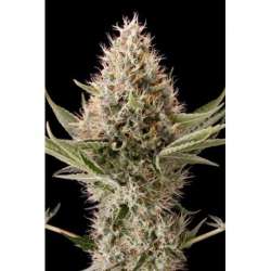 5 UND FEM - DINAMEX * DINAFEM SEEDS 5 UND