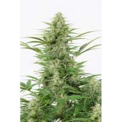 5 UND FEM - DINAMEX AUTOFLOWERING * DINAFEM SEEDS 5 UND FEM