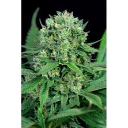 5 UND FEM - CHEESE CBD * DINAFEM 5 UND FEM