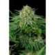 5 UND FEM - BUBBA KUSH CBD * DINAFEM 5 UND FEM