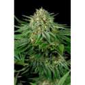 5 UND FEM - BUBBA KUSH CBD * DINAFEM 5 UND FEM