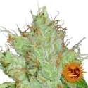 10 UND REG - G13 HAZE * BARNEYS FARM REGULAR 10 UND