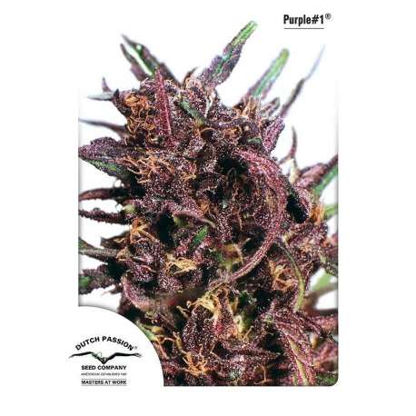 10 UND FEM - PURPLE 1 ® * DUTCH PASSION 10 UND FEMINIZADAS
