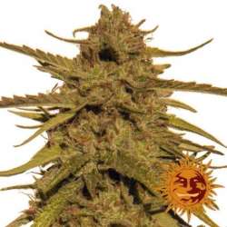 10 UND REG - PINEAPPLE HAZE * BARNEYS FARM REGULAR 10 UND