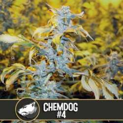 6 UND FEM - CHEMDOG 4 * BLIMBURN SEEDS 6 UND FEMINIZADAS