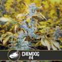 9 UND FEM - CHEMDOG 4 * BLIMBURN SEEDS 9 UND FEMINIZADAS