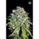 5 UND FEM - SKUNK99 * BULK SEED 5 UND FEM