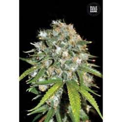 5 UND FEM - SKUNK99 * BULK SEED 5 UND FEM