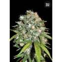 5 UND FEM - SKUNK99 * BULK SEED 5 UND FEM