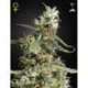 3 UND FEM - ARJAN'S ULTRA HAZE 1 * GREEN HOUSE 3 UND FEMINIZADAS