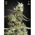 3 UND FEM - ARJAN'S ULTRA HAZE 1 * GREEN HOUSE 3 UND FEMINIZADAS