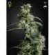 3 UND FEM - ARJAN'S ULTRA HAZE 2 * GREEN HOUSE 3 UND FEMINIZADAS