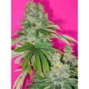 3 UND FEM - SKUNK1 * HOMEGROWN FANTASEEDS 3 UND FEMINIZADAS