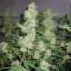 5 UND REG - SKUNK 1 * HOMEGROWN FANTASEEDS 5 UND REG