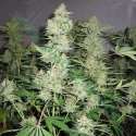 5 UND REG - SKUNK 1 * HOMEGROWN FANTASEEDS 5 UND REG