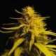3 UND FEM - HAZE 1 * NIRVANA 3 UND FEMINIZADAS
