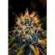 6 UND FEM - PACK 1 CHIZPA * POSITRONICS SEEDS