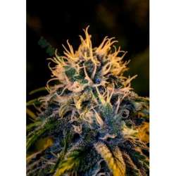 6 UND FEM - PACK 1 CHIZPA * POSITRONICS SEEDS