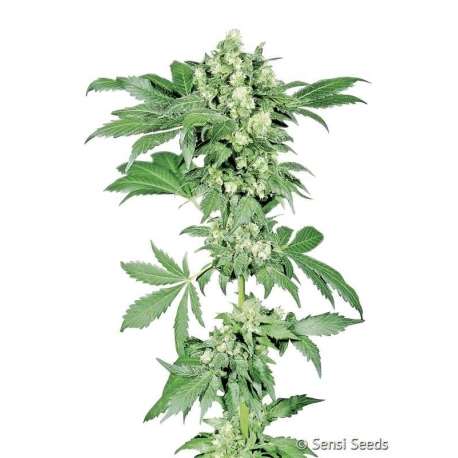 5 UND FEM - AFGHANI 1 * SENSI SEEDS FEMINIZADA 5 UND