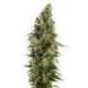 10 UND FEM - AFGHANI 1 AUTOMATIC * SENSI SEEDS 10 UND FEMINIZADAS