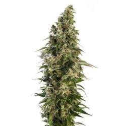 10 UND FEM - AFGHANI 1 AUTOMATIC * SENSI SEEDS 10 UND FEMINIZADAS