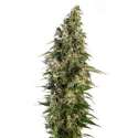 10 UND FEM - AFGHANI 1 AUTOMATIC * SENSI SEEDS 10 UND FEMINIZADAS