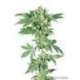 10 UND FEM - AFGHANI 1 * SENSI SEEDS FEMINIZADA 10 UND