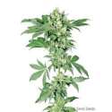 10 UND FEM - AFGHANI 1 * SENSI SEEDS FEMINIZADA 10 UND