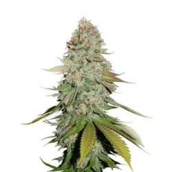 100 UND FEM - STICKY MONKEY GG4 * SEEDSTOCKERS 100 UND FEMINIZADAS