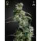 10 UND FEM - ARJAN'S ULTRA HAZE 2 * GREEN HOUSE 10 UND FEMINIZADAS