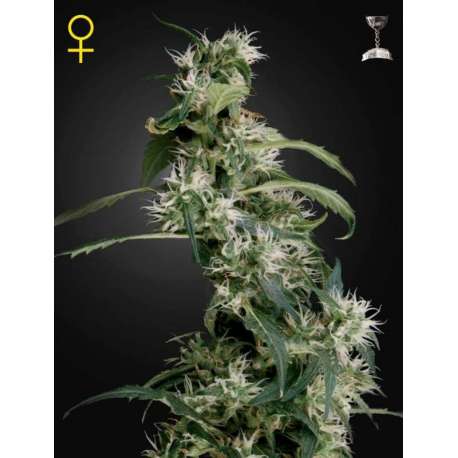10 UND FEM - ARJAN'S ULTRA HAZE 2 * GREEN HOUSE 10 UND FEMINIZADAS