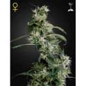 10 UND FEM - ARJAN'S ULTRA HAZE 2 * GREEN HOUSE 10 UND FEMINIZADAS