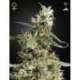 10 UND FEM - ARJAN'S ULTRA HAZE 1 * GREEN HOUSE 10 UND FEMINIZADAS