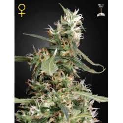 10 UND FEM - ARJAN'S ULTRA HAZE 1 * GREEN HOUSE 10 UND FEMINIZADAS