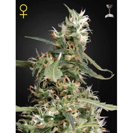 10 UND FEM - ARJAN'S ULTRA HAZE 1 * GREEN HOUSE 10 UND FEMINIZADAS