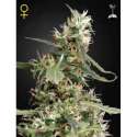 10 UND FEM - ARJAN'S ULTRA HAZE 1 * GREEN HOUSE 10 UND FEMINIZADAS