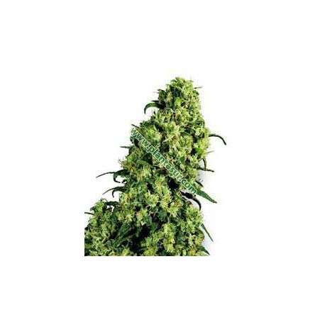 5 UND FEM - SKUNK 1 * HOMEGROWN FANTASEEDS 5 UND FEM