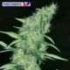 1 UND FEM - SOMANGO47 * POSITRONICS 1 UND FEMINIZADA