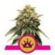 1 UND FEM - SPECIAL QUEEN 1 * ROYAL QUEEN 1 UND FEMINIZADA