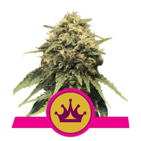1 UND FEM - SPECIAL QUEEN 1 * ROYAL QUEEN 1 UND FEMINIZADA