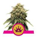 1 UND FEM - SPECIAL QUEEN 1 * ROYAL QUEEN 1 UND FEMINIZADA