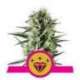 3 UND FEM - SPECIAL KUSH 1 * ROYAL QUEEN 3 UND FEMINIZADAS