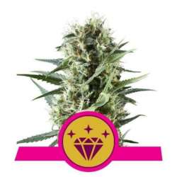 3 UND FEM - SPECIAL KUSH 1 * ROYAL QUEEN 3 UND FEMINIZADAS