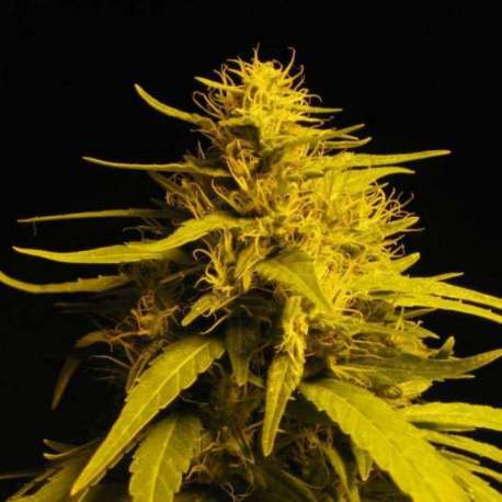 10 UND REG - HAZE 1 * NIRVANA 10 UND REGULARES