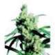 10 UND FEM- SILVER HAZE 9 * SENSI SEEDS 10 UND FEMINIZADAS
