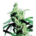 10 UND FEM- SILVER HAZE 9 * SENSI SEEDS 10 UND FEMINIZADAS