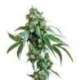 10 UND FEM- JACK FLASH 5 * SENSI SEEDS 10 UND FEMINIZADAS